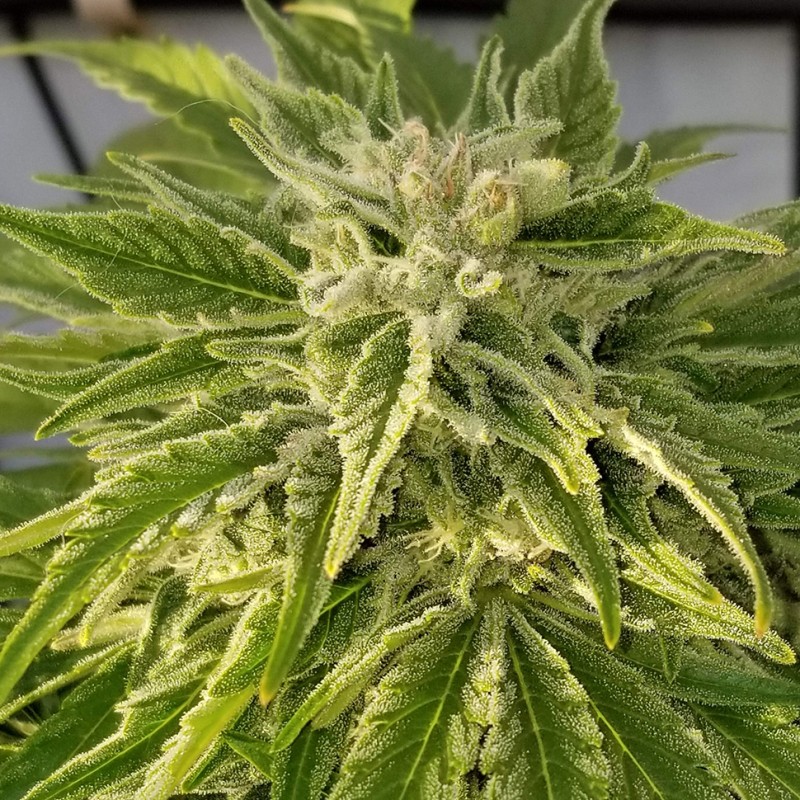 Auto Bubble Gum feminised Ganja Seeds - 477 насінин