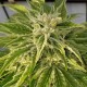 Auto Bubble Gum feminised Ganja Seeds - 477 насінин