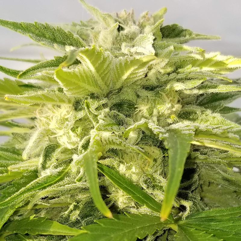 Auto Bubble Gum feminised Ganja Seeds - 477 насінин