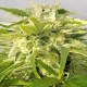Auto Bubble Gum feminised Ganja Seeds - 477 насінин
