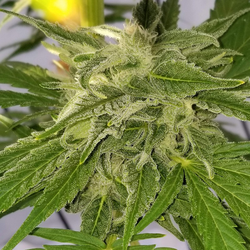 Auto Bubble Gum feminised Ganja Seeds - 477 насінин