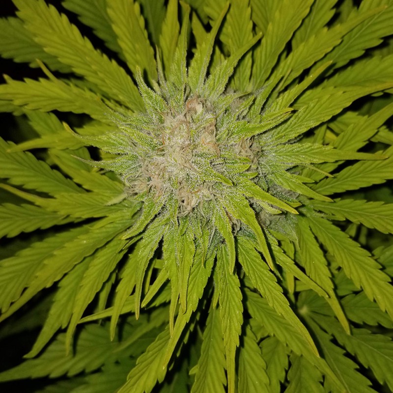 Auto Bubble Gum feminised Ganja Seeds - 477 насінин