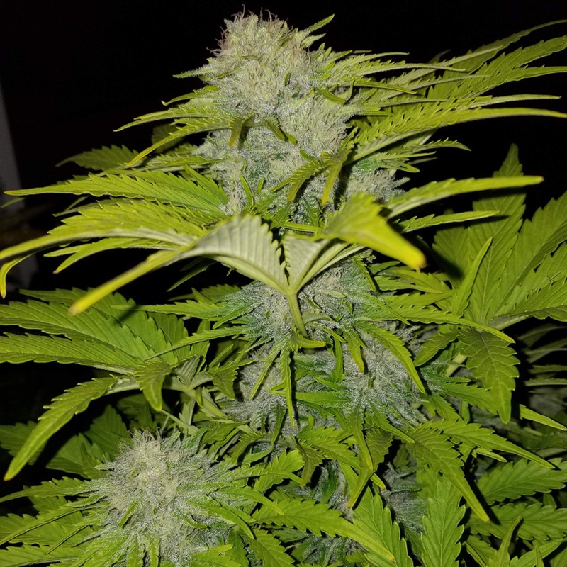 Auto Bubble Gum feminised Ganja Seeds - 477 насінин