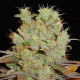 Somango feminised Ganja Seeds - 4 насінини