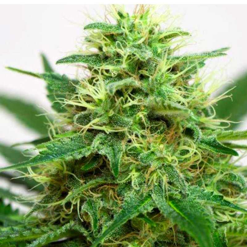 Somango feminised Ganja Seeds - 4 насінини