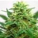 Somango feminised Ganja Seeds - 4 насінини
