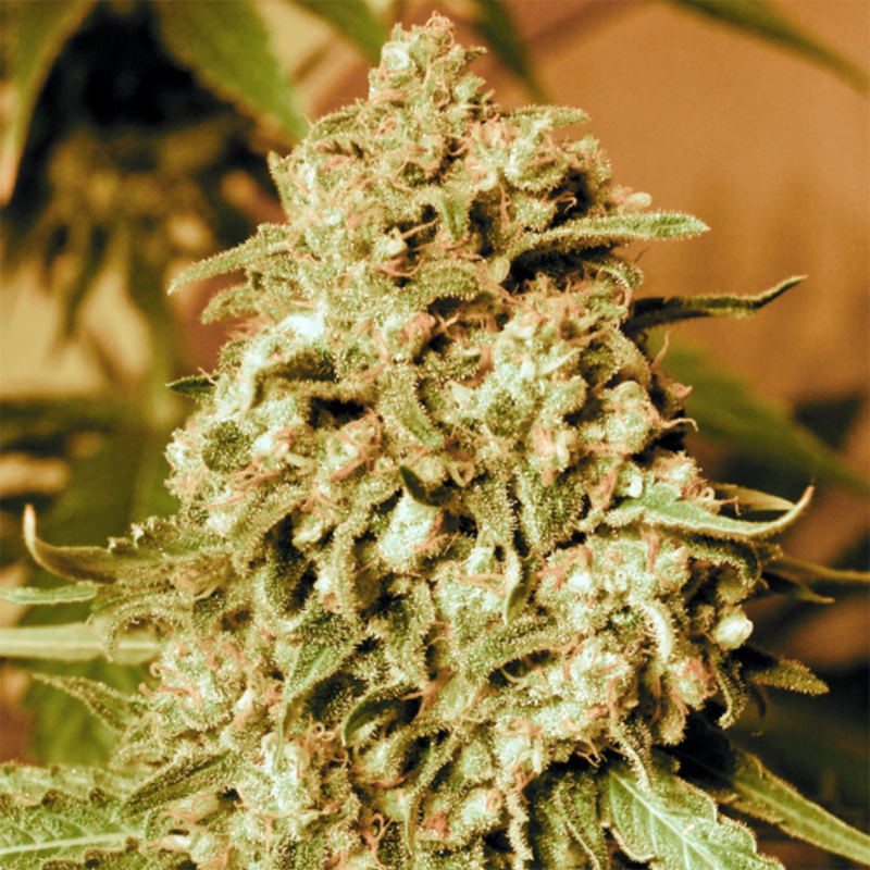 Somango feminised Ganja Seeds - 4 насінини