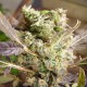 Somango feminised Ganja Seeds - 4 насінини