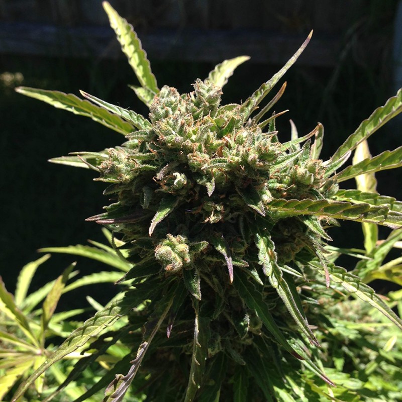 Somango feminised Ganja Seeds - 4 насінини