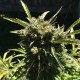 Somango feminised Ganja Seeds - 4 насінини