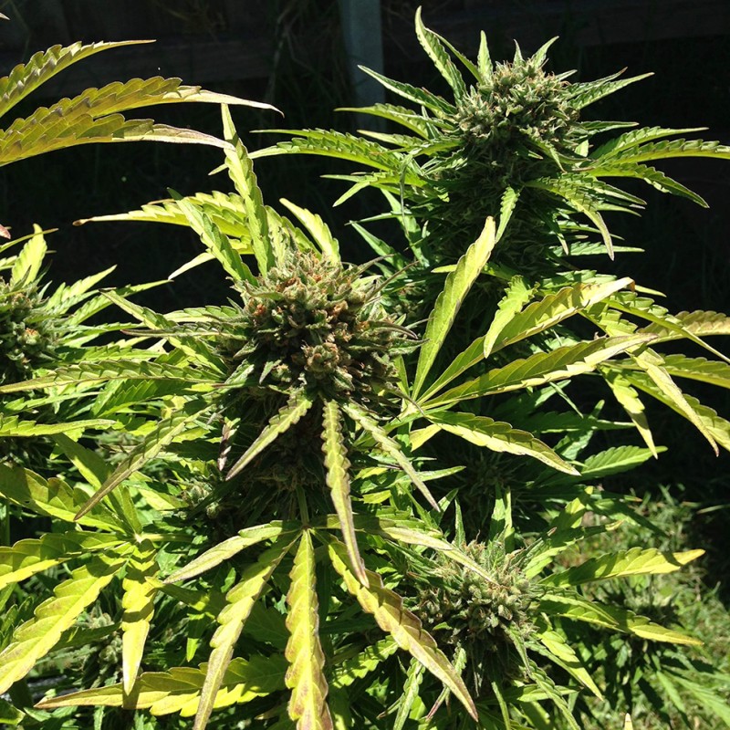 Somango feminised Ganja Seeds - 4 насінини
