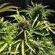 Somango feminised Ganja Seeds - 4 насінини