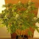 Somango feminised Ganja Seeds - 4 насінини