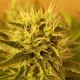 Somango feminised Ganja Seeds - 4 насінини