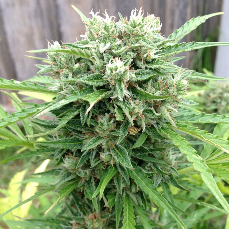 Somango feminised Ganja Seeds - 4 насінини