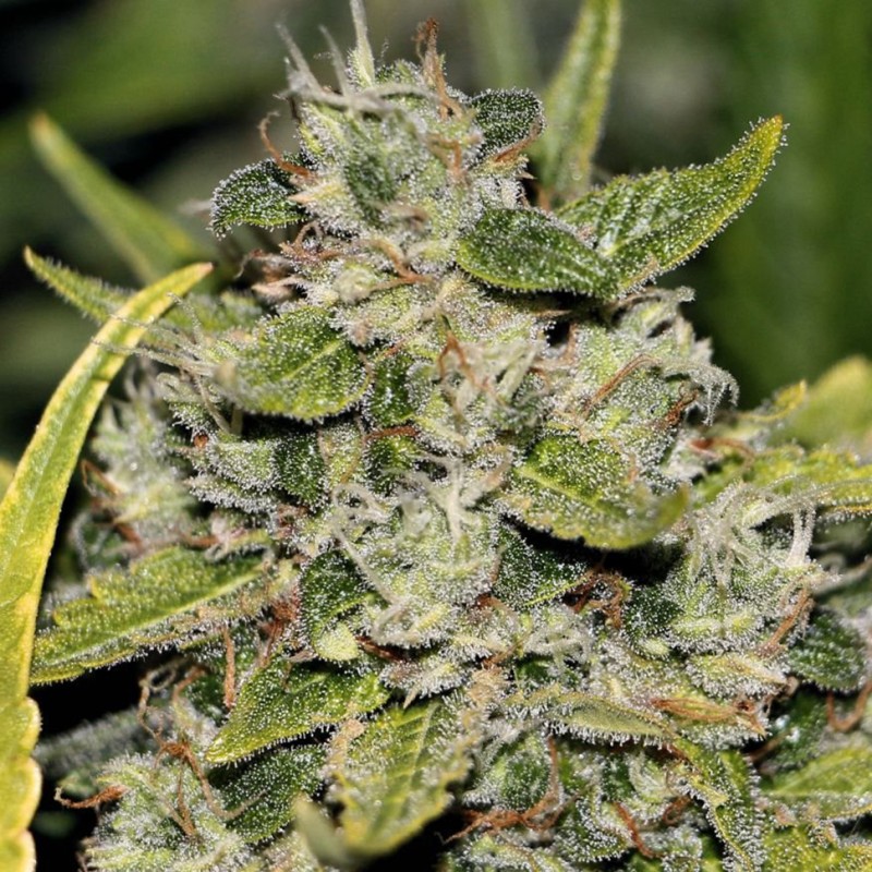 Somango feminised Ganja Seeds - 4 насінини