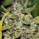Somango feminised Ganja Seeds - 4 насінини