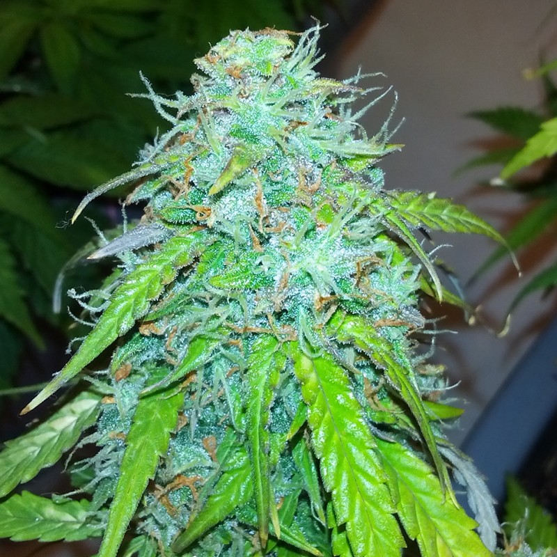 Auto Jet 47 feminised Ganja Seeds - 777 насінин
