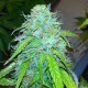 Auto Jet 47 feminised Ganja Seeds - 777 насінин