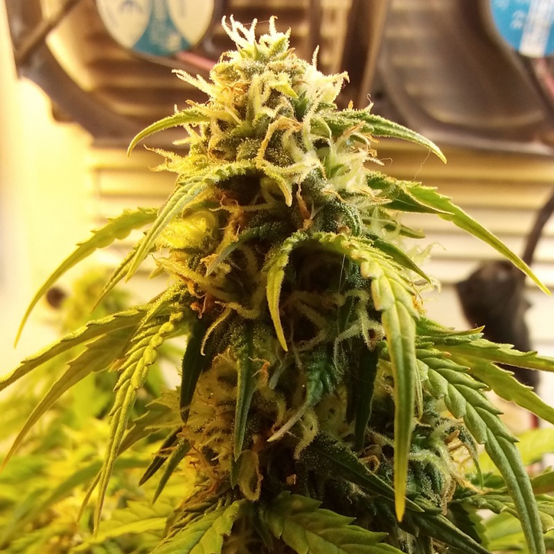 Auto Jet 47 feminised Ganja Seeds - 777 насінин