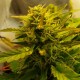 Auto Jet 47 feminised Ganja Seeds - 777 насінин