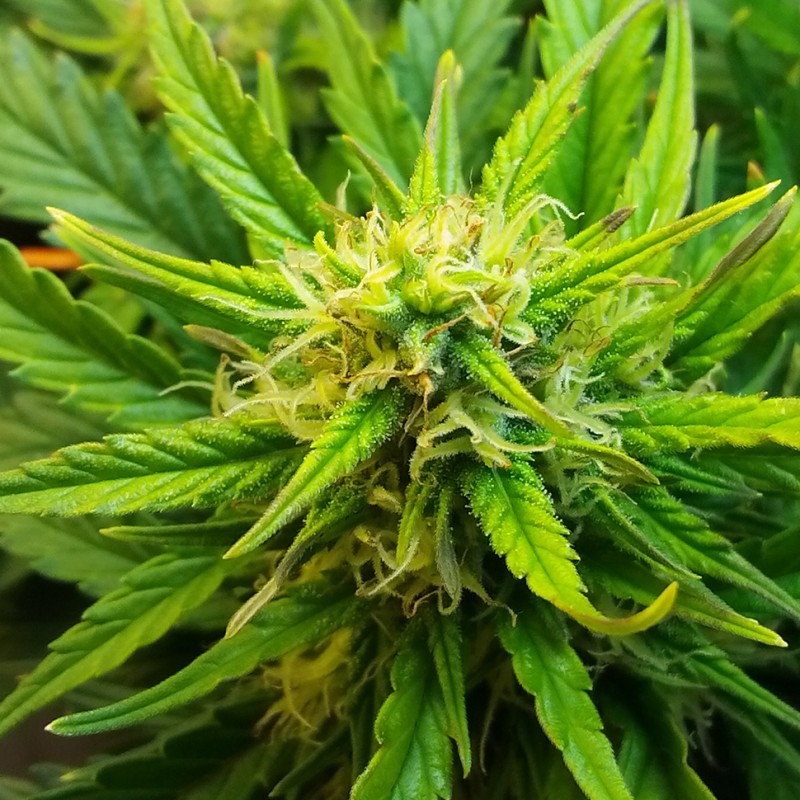 Auto Jet 47 feminised Ganja Seeds - 777 насінин