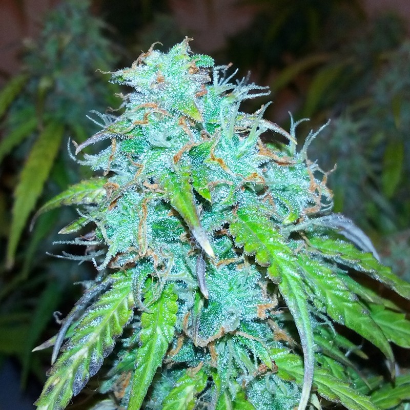 Auto Jet 47 feminised Ganja Seeds - 777 насінин