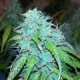 Auto Jet 47 feminised Ganja Seeds - 777 насінин