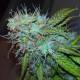 Auto Jet 47 feminised Ganja Seeds - 777 насінин
