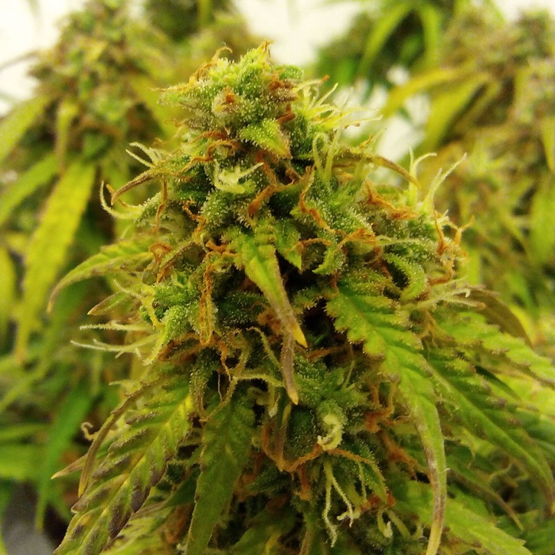Auto Jet 47 feminised Ganja Seeds - 777 насінин