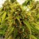 Auto Jet 47 feminised Ganja Seeds - 777 насінин