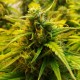Auto Jet 47 feminised Ganja Seeds - 777 насінин