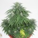 Top Skunk 44 x AK 47 feminised Ganja Seeds - 777 насінин