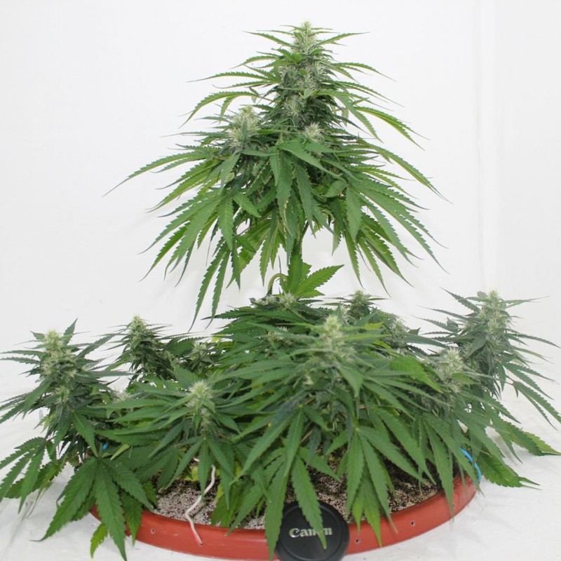 Top Skunk 44 x AK 47 feminised Ganja Seeds - 777 насінин