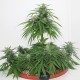 Top Skunk 44 x AK 47 feminised Ganja Seeds - 777 насінин