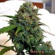 Auto AK-47 feminised Master Seed