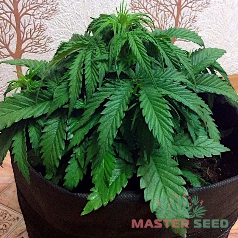 Auto AK-47 feminised Master Seed