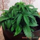 Auto AK-47 feminised Master Seed