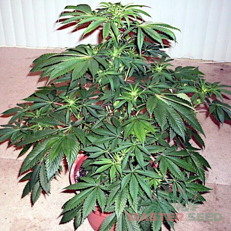 Auto AK-47 feminised Master Seed