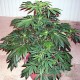 Auto AK-47 feminised Master Seed