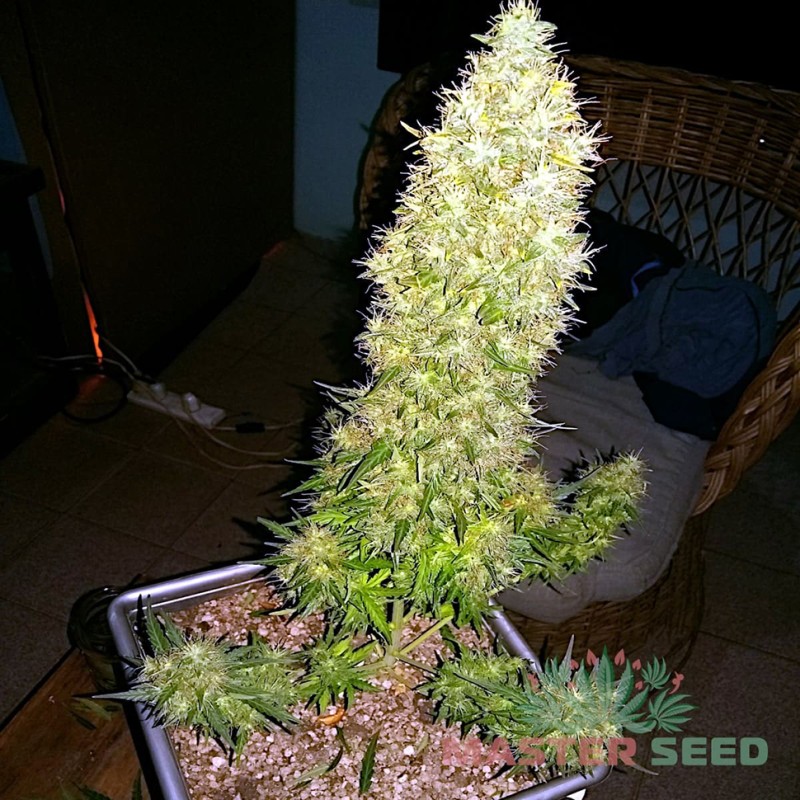 Auto AK-47 feminised Master Seed