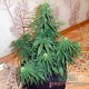 Auto AK-47 feminised Master Seed