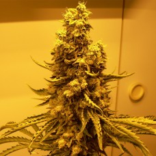 OG Kush feminised Victory Seeds