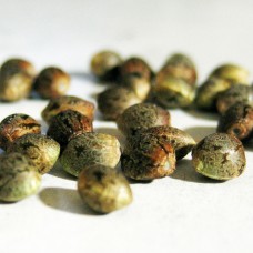 MIX feminised Ganja Seeds