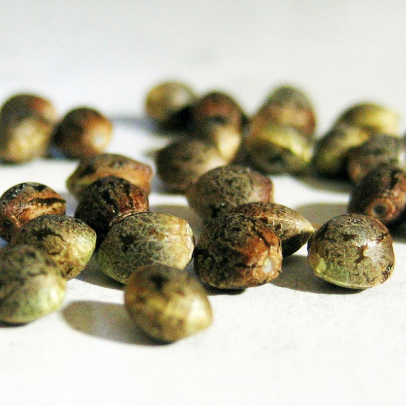 MIX feminised Ganja Seeds - 4 насінини
