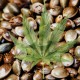MIX feminised Ganja Seeds - 4 насінини