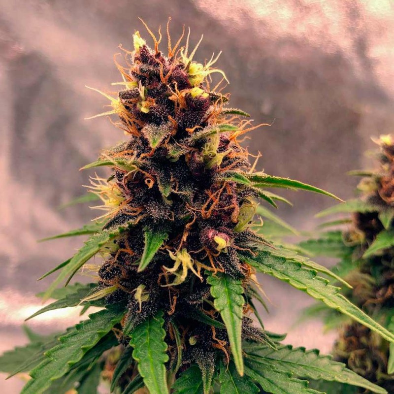 Auto Black Opium feminised Ganja Seeds