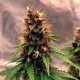 Auto Black Opium feminised Ganja Seeds