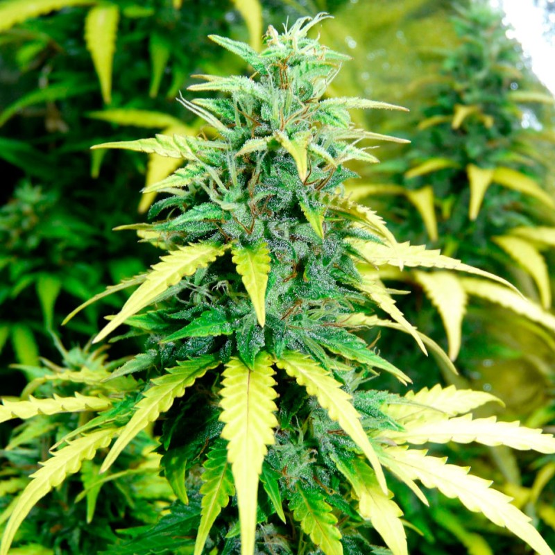 Auto Super Skunk feminised Ganja Seeds - 4 насінини