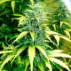 Auto Super Skunk feminised Ganja Seeds - 4 насінини